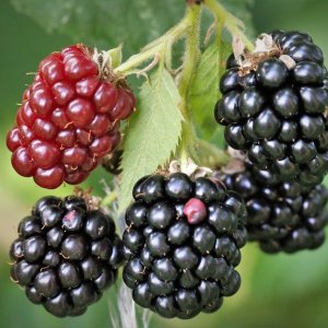 Černica nepichľavá - beztŕňová (Rubus fruticosus) ´BLACK SATIN´ - skorá 30-50 cm; kont. C1.5L/C2L